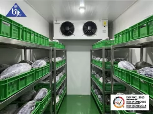 Cold Storage Freezer Terbaik di Medan untuk Kesegaran Ikan Tuna, Tongkol, dan Tenggiri